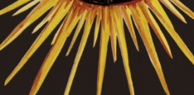 Sam, el libro de los milagros