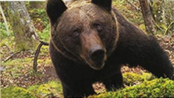 Charla ‘El oso pardo cantábrico. Cuaderno de campo y observación’, de Alfonso Hartasánchez